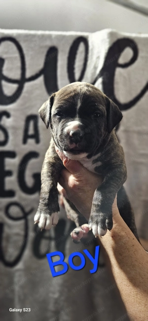 Eladó törzskönyves amstaff kiskutyák - kép 7