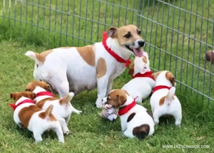 Jack Russell kölykök