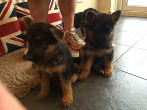 Vérvonalú németjuhász kölykök