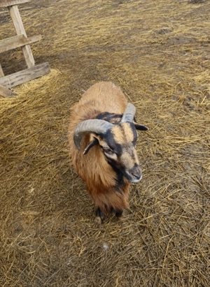 Kameruni birkák - kép 2