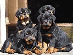 Rottweiler kölykök