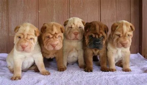 4 gyönyörű KC reg, 5 gen törzskönyves Sharpei kölyökkutya