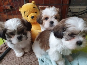 Shih tzu kölykök