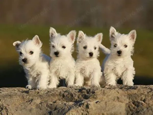 Lenyűgöző Pure Pedigree West Highland Terrier kölykök