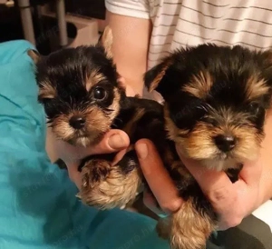Lenyűgöző Yorkshire terrier kölykök kaphatók