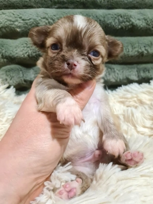 Törzskönyvezett csivava kölykök! Szultán-Sarki Haritage kennel. - kép 3