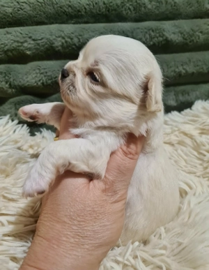 Törzskönyvezett csivava kölykök! Szultán-Sarki Haritage kennel. - kép 7