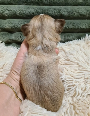 Törzskönyvezett csivava kölykök! Szultán-Sarki Haritage kennel. - kép 2