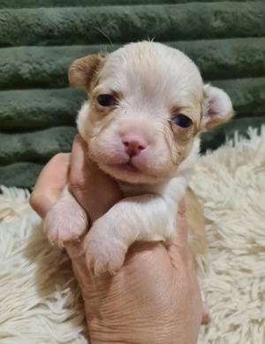 Törzskönyvezett csivava kölykök! Szultán-Sarki Haritage kennel. - kép 10