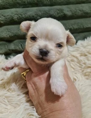 Törzskönyvezett csivava kölykök! Szultán-Sarki Haritage kennel. - kép 5