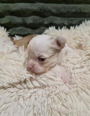 Törzskönyvezett csivava kölykök! Szultán-Sarki Haritage kennel. - kép 12