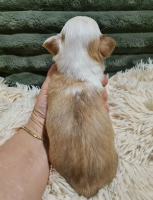 Törzskönyvezett csivava kölykök! Szultán-Sarki Haritage kennel. - kép 9