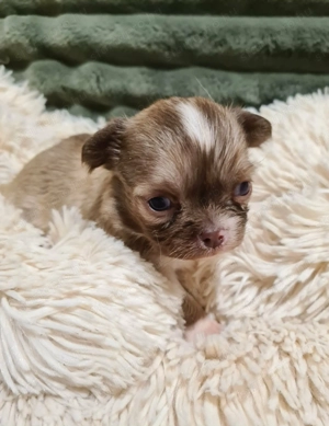 Törzskönyvezett csivava kölykök! Szultán-Sarki Haritage kennel. - kép 4