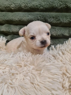 Törzskönyvezett csivava kölykök! Szultán-Sarki Haritage kennel. - kép 8