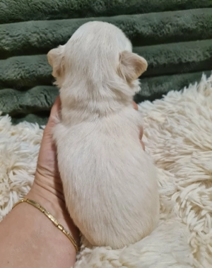 Törzskönyvezett csivava kölykök! Szultán-Sarki Haritage kennel. - kép 6