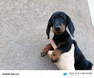 Tacskó kiskutya - kép 2