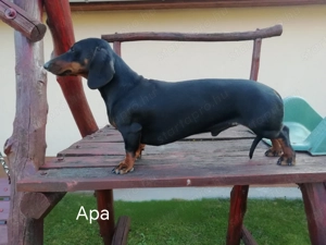 Tacskó kiskutya - kép 5