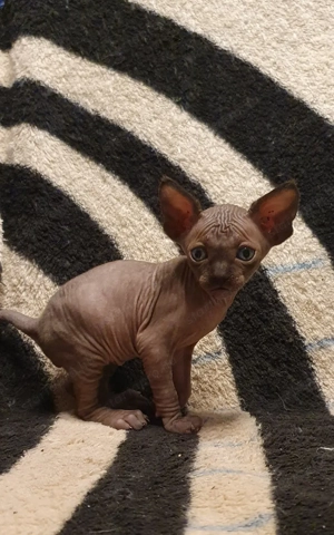 Szfinx kismacska eladó