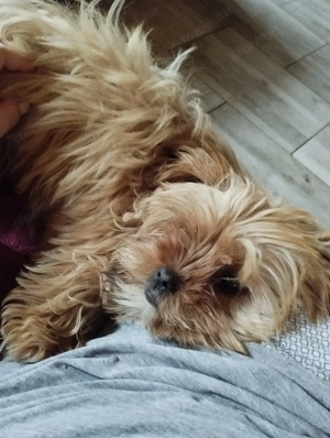 Arany yorkshire terrier - kép 2