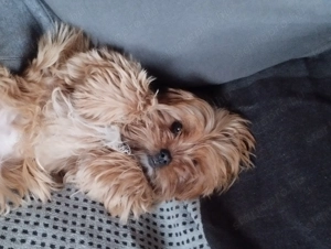 Arany yorkshire terrier