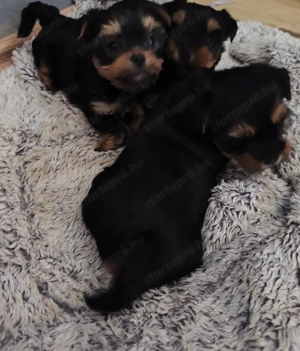 Yorkshire terrier  - kép 2