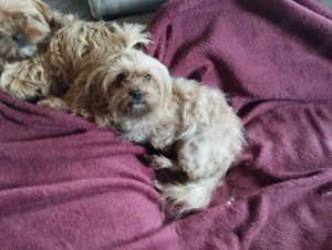 Arany yorkie kiskutya - kép 2