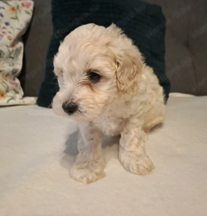 Maltipoo fajta jellegű kan kiskutyák  - kép 9