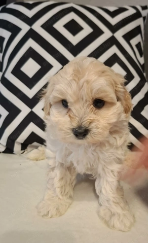 Maltipoo fajta jellegű kan kiskutyák  - kép 11