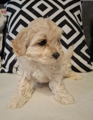 Maltipoo fajta jellegű kan kiskutyák  - kép 10