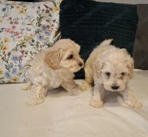 Maltipoo fajta jellegű kan kiskutyák  - kép 7