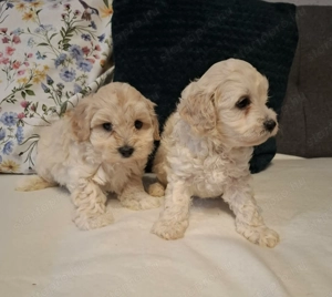 Maltipoo fajta jellegű kan kiskutyák  - kép 3