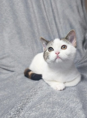 Brit tricolour kislány eladó  - kép 3