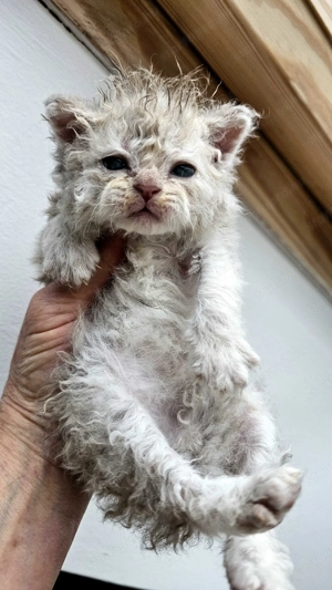 Selkirk Rex göndör szőrű kislány cica foglalható.