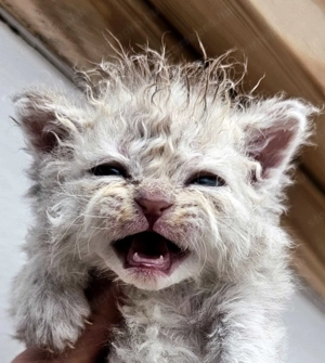 Selkirk Rex göndör szőrű kislány cica foglalható. - kép 3