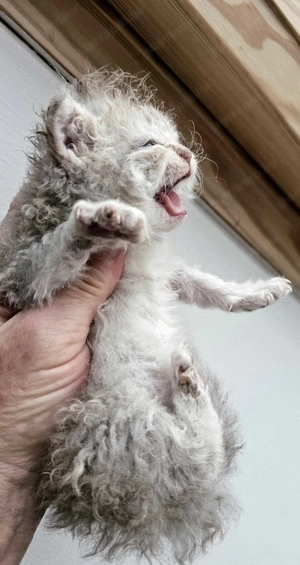 Selkirk Rex göndör szőrű kislány cica foglalható. - kép 2