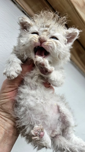Selkirk Rex göndör szőrű kislány cica foglalható. - kép 6