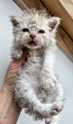 Selkirk Rex göndör szőrű kislány cica foglalható. - kép 7