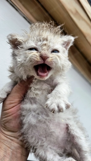 Selkirk Rex göndör szőrű kislány cica foglalható. - kép 5