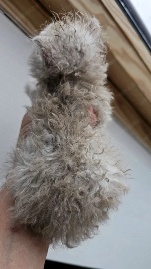 Selkirk Rex göndör szőrű kislány cica foglalható. - kép 8