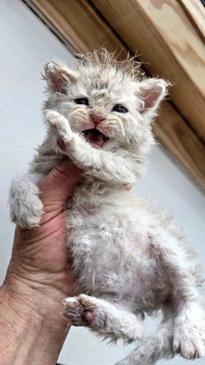 Selkirk Rex göndör szőrű kislány cica foglalható. - kép 9