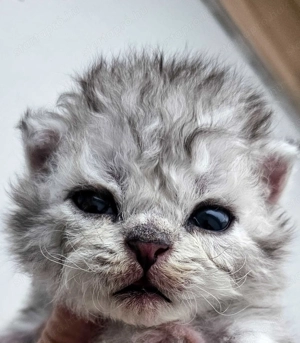 Selkirk Rex göndör szőrű cica fiú baba foglalható. - kép 2