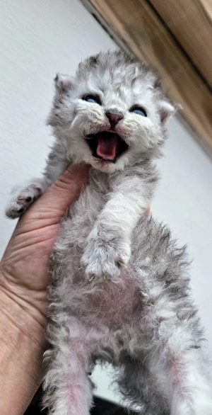 Selkirk Rex göndör szőrű cica fiú baba foglalható.