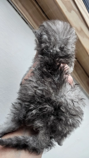 Selkirk Rex göndör szőrű cica fiú baba foglalható. - kép 5