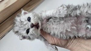 Selkirk Rex göndör szőrű cica fiú baba foglalható. - kép 6