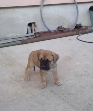 Cane corso kiskutyák  - kép 2