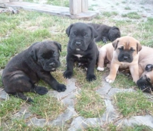 Cane corso kiskutyák  - kép 3