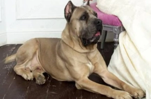 Cane corso kiskutyák  - kép 4
