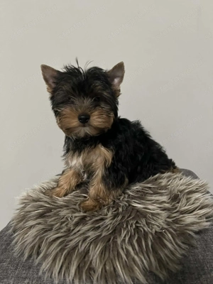 Yorki kis fiu kis kutya - kép 2