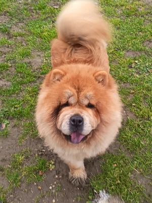 Csaucsau törzskönyvezett szuka  - kép 2