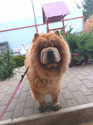 Csaucsau törzskönyvezett szuka  - kép 4